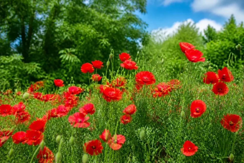 Champ de coquelicots rouges vibrant parmi les couleurs complémentaires du rouge verdoyant.